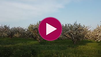 When it’s apple blossom time in Annapolis Valley - Wilf Carter